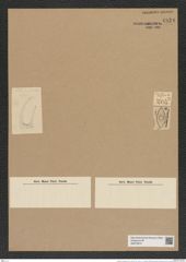 Hemiaulus hungaricus Pant. (de-Toni-Nr.: Genus 117, Species 3395) Zeichnungen Sammlung Grunow Nr. 6824 (NHMW-BOT-W0375673)